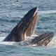 Image for article titled These Are the Most Extreme Migrations in the Animal Kingdom